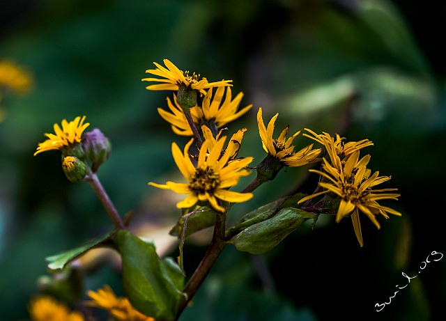 Asterales, UK Asteraceae, Ligularia dentata Korgblommiga växter Cardiff, UK