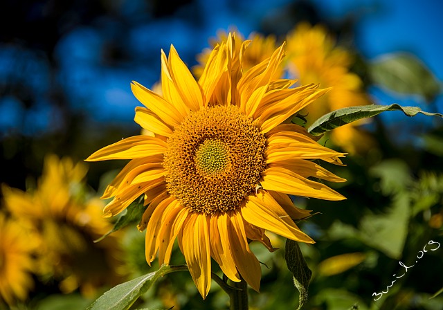 Helianthus, Vietnam Helianthus, Sunflower, Solros, Vietnam