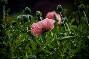 Papaver pseudo-orientale Jättevallmo Gothenburg, Sweden