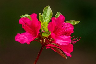 2aLongDay-Botani20170603-165525XCmF