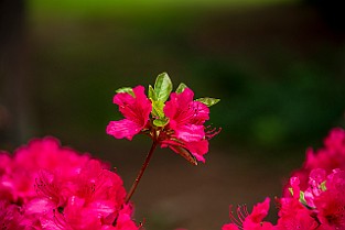 2aLongDay-Botani20170603-165525XF