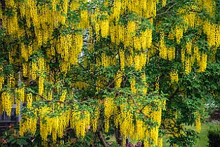 Laburnum, Golden Chain,  Golden Rain Hybridgullregn (Laburnum ×watereri) Sweden, Gothenburg