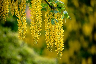 Laburnum, Golden Chain,  Golden Rain Hybridgullregn (Laburnum ×watereri) Sweden, Gothenburg