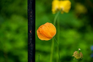 2aLongDay-Botani20170603-170625XCF
