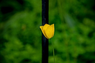 2aLongDay-Botani20170603-170626XF