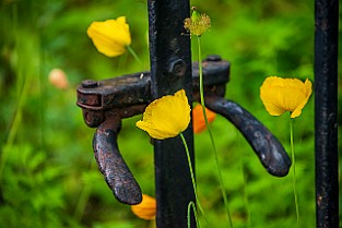 2aLongDay-Botani20170603-170628XF