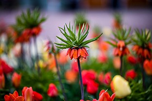 Crown Imperial, Gothenburg, Sweden Kejsarkrona
