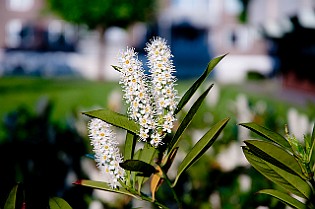 Prunus Laurocerasus Lagerhägg Backadalen, Sweden