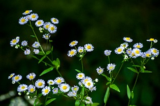 Asteraceae Korgblommiga växter Minsk, Belarus