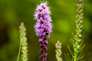 Liatris Spicata Rosenstav Minsk, Belarus