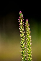 Liatris Spicata Rosenstav Minsk, Belarus