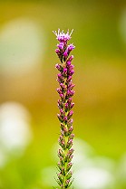 Liatris Spicata Rosenstav Minsk, Belarus