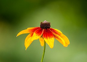 Rudbeckia (Gloriosa) Korgblommiga växter Minsk, Belarus