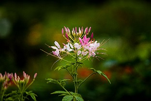 Belarus-Minsk20160714-121316X.jpg