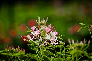 Belarus-Minsk20160714-121320X.jpg