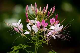 Belarus-Minsk20160714-121423X.jpg