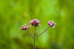 Belarus, Minsk