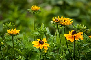 Asteraceae Korgblommiga växter Minsk, Belarus