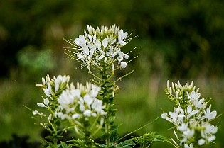 Belarus-Minsk20160714-121620X.jpg