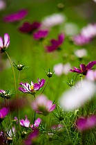 Cosmos Bipinnatus Rosenskära, Minsk, Belarus Космея Дваждыперистая