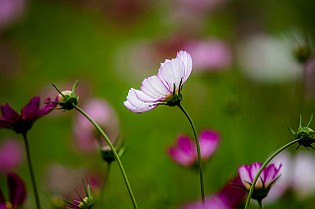 Cosmos Bipinnatus Rosenskära, Minsk, Belarus Космея Дваждыперистая
