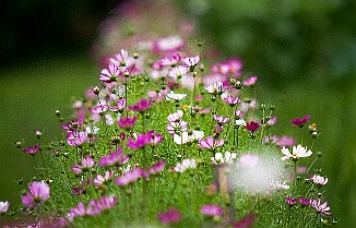 Cosmos Bipinnatus Rosenskära, Minsk, Belarus Космея Дваждыперистая