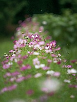 Cosmos Bipinnatus Rosenskära, Minsk, Belarus Космея Дваждыперистая