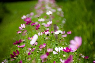 Cosmos Bipinnatus Rosenskära, Minsk, Belarus Космея Дваждыперистая