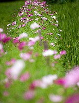 Cosmos Bipinnatus Rosenskära, Minsk, Belarus Космея Дваждыперистая