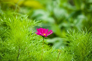 Cosmos Bipinnatus Rosenskära, Minsk, Belarus Космея Дваждыперистая