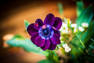 Bloom-GS-Covid-Mandol20210311-142522XF
