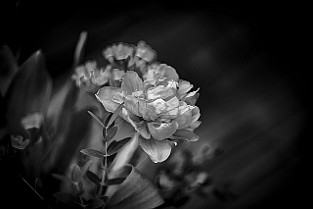 Bloom-GS-Covid-Mandol20210311-142529BWF