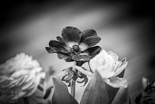 Bloom-GS-Covid-Mandol20210311-142708BWF