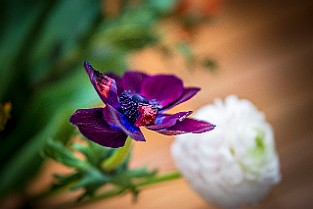 Bloom-GS-Covid-Mandol20210311-142712XC