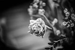 Bloom-GS-Covid-Mandol20210311-142723BWF
