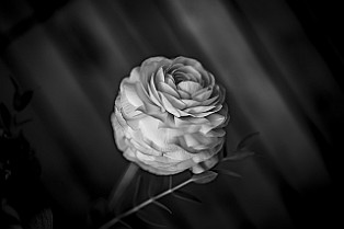 Bloom-GS-Covid-Mandol20210311-143507XCEF.jpg