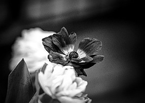Bloom-GS-Covid-Mandol20210311-143601BWCF.jpg