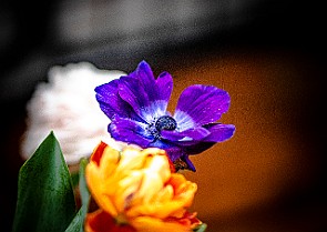 Bloom-GS-Covid-Mandol20210311-143601XCF.jpg
