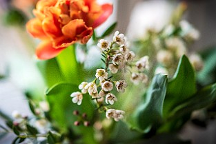 Bloom-GS-Covid-Mandol20210311-145113XCF.jpg