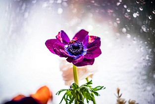 Bloom-GS-Covid-Mandol20210311-150020XCEF.jpg
