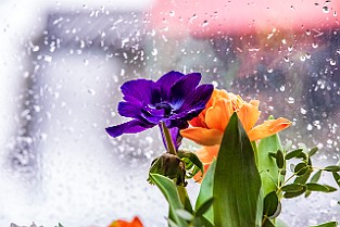 Bloom-GS-Covid-Mandol20210311-150116XCEF.jpg