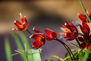 Botanical Garden, Gothenburg, Sweden