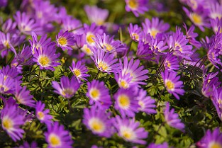 Asterales Korgblommiga växter Gothenburg, Sweden