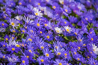 Asterales Korgblommiga växter Gothenburg, Sweden