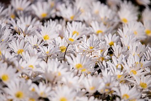 Asterales Korgblommiga växter Gothenburg, Sweden