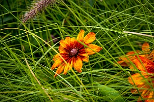 Asteraceae Korgblommiga växter Gothenburg, Sweden