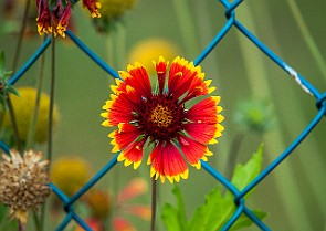 Gaillardia × grandiflora kokardblomster Hungary, Bakony