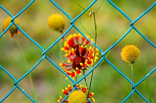 Gaillardia × grandiflora kokardblomster Hungary, Bakony