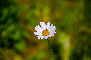 Helianthus Korgblommiga växter Falköping, Sweden