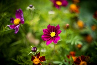 Cosmos Bipinnatus Rosenskära Gothenburg, Sweden